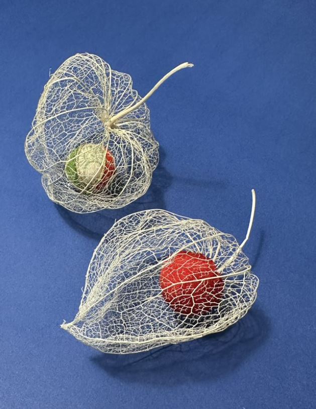 Nature’s Lace – A Temari Cradled in a Lantern Shell